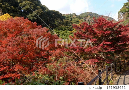 天城旧下田街道の秋 121938451