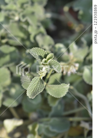 Scallop Shell Horehound Scallop Shell Horehound 121938869