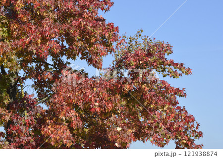 American sweetgum 121938874