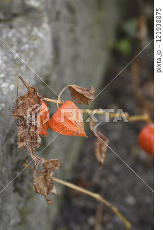 Bladder cherry 121938875