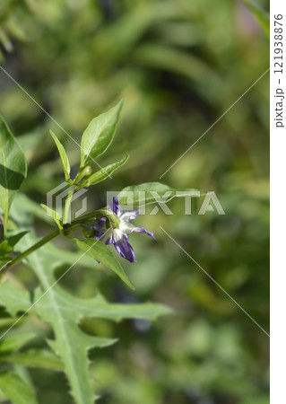 Rocoto pepper 121938876