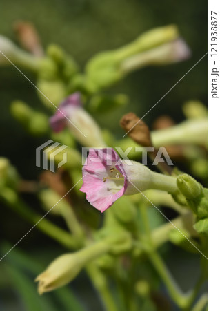 Cultivated tobacco 121938877