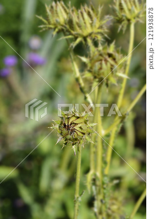 Silver Thistle 121938878