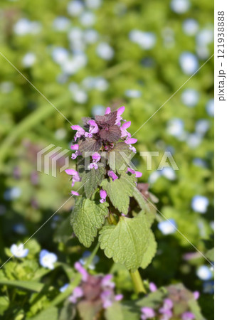 Red dead-nettle Red dead-nettle 121938888
