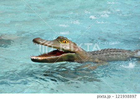 Crocodile sculpture 121938897