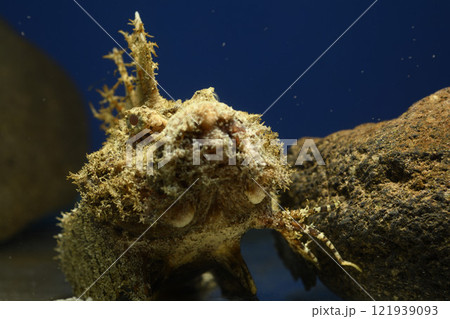 オニオコゼ オコゼ 魚 海水魚 毒魚 虎魚 鬼虎魚 遊離軟条 オニオコゼ オコゼ 魚 海水魚 毒魚 虎魚 鬼虎魚 遊離軟条 121939093
