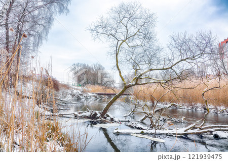 Remarkable landscape in city park with snowy trees and beautiful frozen river 121939475