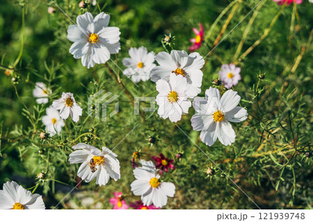White cosmos flowers blooming in sunlight 121939748