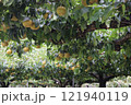 梨の木 121940119