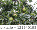 りんごの木 121940193