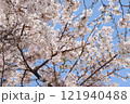 青空と満開の桜 121940488