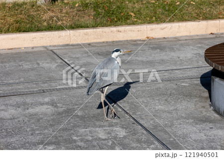 街中を歩くアオサギ 121940501