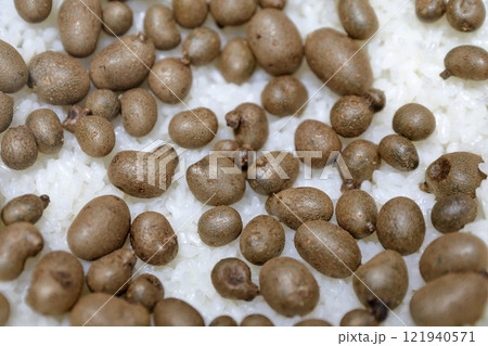 ムカゴの炊き込みご飯 121940571