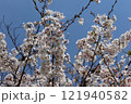 青空と満開の桜 121940582