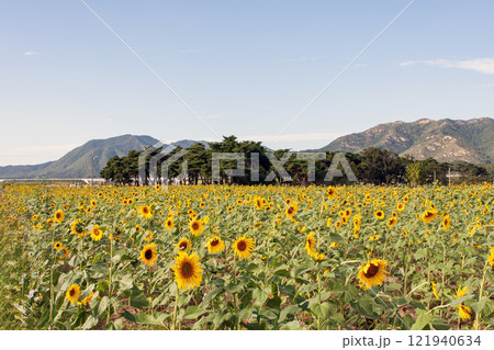 Sunflower Farm 121940634