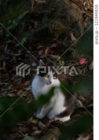 木の葉っぱのあいだから覗くハチワレ柄とぶち猫柄の野良猫 121940838