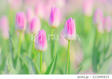 柔らかな春の訪れ:優しいピンクのチューリップが織りなす幻想的な風景 柔らかな春の訪れ:優しいピンクのチューリップが織りなす幻想的な風景 121940915