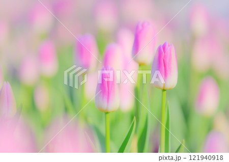 柔らかな春の訪れ：優しいピンクのチューリップが織りなす幻想的な風景 121940918