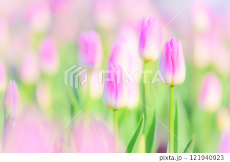 柔らかな春の訪れ：優しいピンクのチューリップが織りなす幻想的な風景 121940923