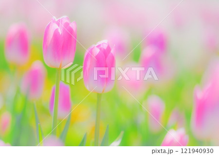 柔らかな春の訪れ:優しいピンクのチューリップが織りなす幻想的な風景 柔らかな春の訪れ:優しいピンクのチューリップが織りなす幻想的な風景 121940930