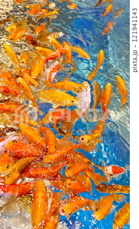 群がるたくさんの金魚 群がるたくさんの金魚 121941143