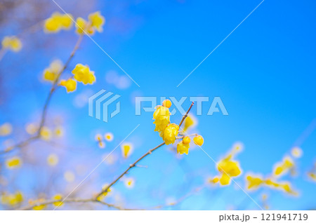 青空に映える満開の蝋梅 初春イメージ 青空に映える満開の蝋梅 初春イメージ 121941719