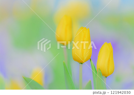 黄色いチューリップが誘う、静かな癒しのひととき 121942030
