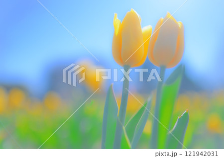 黄色いチューリップが誘う、静かな癒しのひととき 121942031
