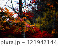 真っ赤な紅葉 121942144