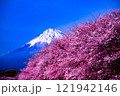 桜咲く、早秋の花、新倉山から望む、冠雪の冠雪した新雪の紅白梅の絶景 121942146