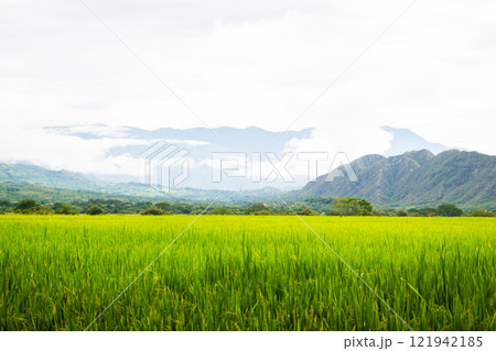 Lush Green Rice Fields 121942185