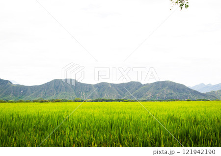 Lush Green Rice Fields Lush Green Rice Fields 121942190