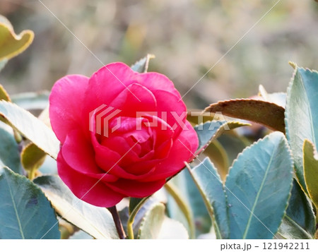 サザンカの花 サザンカの花 121942211
