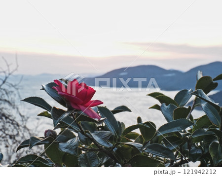 岬のサザンカの花 121942212