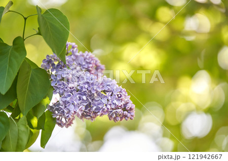 Lilac blooms in sunlit garden with lush green leaves and soft bokeh background 121942667