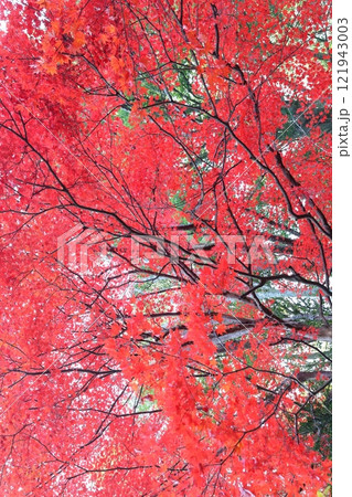 真っ赤に染まった紅葉 121943003
