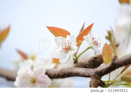 梨の花　人工授粉されたピンク色の花びら 121943012