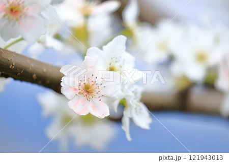 梨の花　人工授粉されたピンク色の花びら 121943013