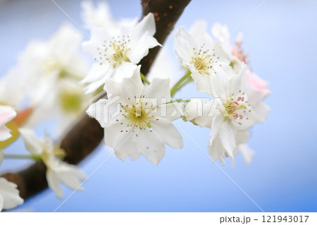 梨の花 人工授粉されたピンク色の花びら 梨の花 人工授粉されたピンク色の花びら 121943017