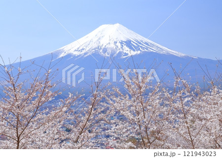 富士山と桜（山梨県 富士吉田市） 121943023