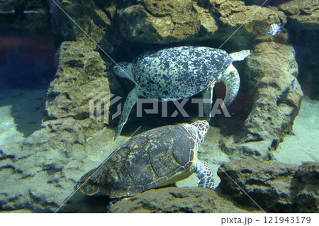ウミガメ(名古屋港水族館 愛知県 名古屋市) ウミガメ(名古屋港水族館 愛知県 名古屋市) 121943179