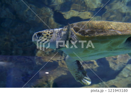 ウミガメ(名古屋港水族館 愛知県 名古屋市) ウミガメ(名古屋港水族館 愛知県 名古屋市) 121943180