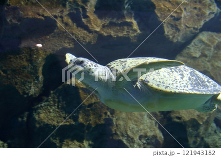 ウミガメ(名古屋港水族館 愛知県 名古屋市) ウミガメ(名古屋港水族館 愛知県 名古屋市) 121943182