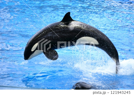 シャチ（名古屋港水族館　愛知県 名古屋市） 121943245