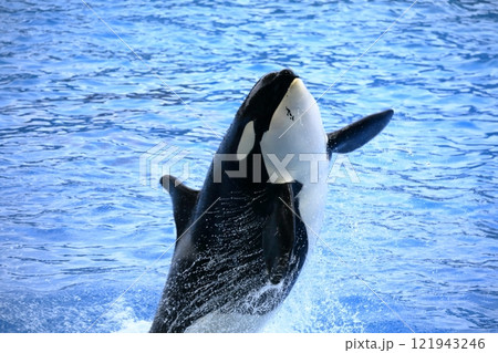 シャチ(名古屋港水族館 愛知県 名古屋市) シャチ(名古屋港水族館 愛知県 名古屋市) 121943246