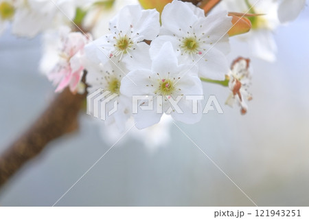 梨の花　人工授粉されたピンク色の花びら 121943251