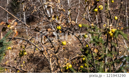 Yellow autumn leaves 121943290