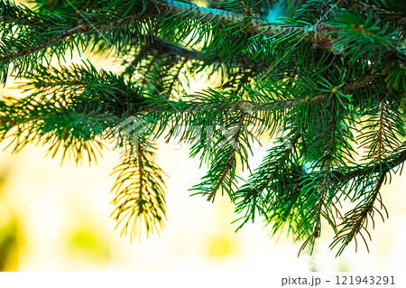 bright green young pine branches with needles. Pine. 121943291