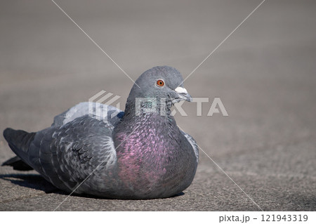 平日の昼間、暖かい地面に、寝そべる1匹の鳩 121943319