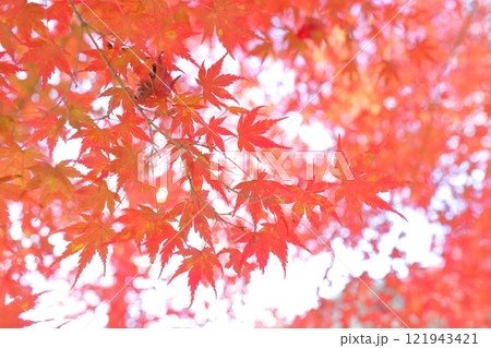 赤く染まった紅葉 赤く染まった紅葉 121943421
